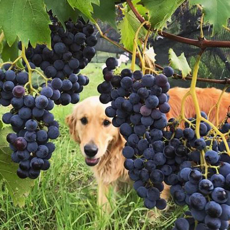 rosie, the dog, at kangaroo valley winery accommodation
